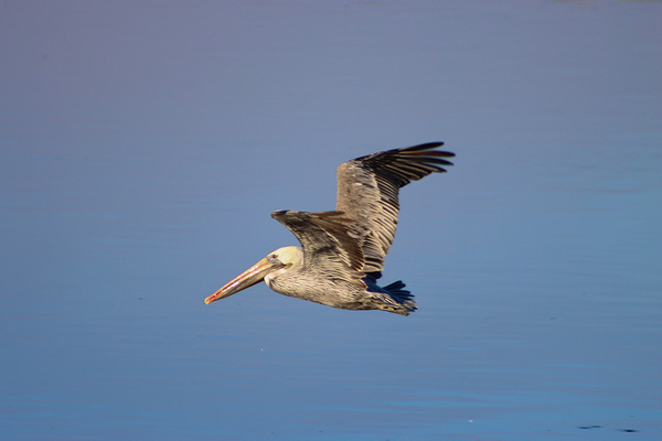 Baja Brown Pelicans- 3 by Leslie Affeldt Photography