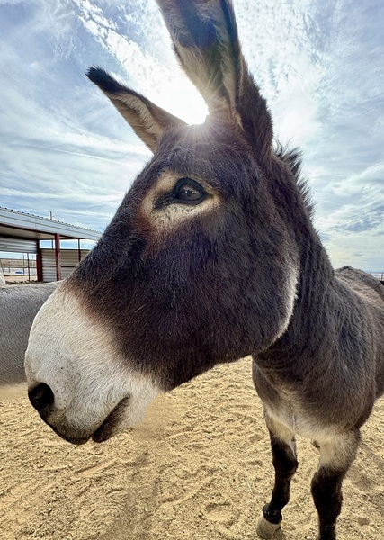 Ragnar by Leslie Affeldt Photography