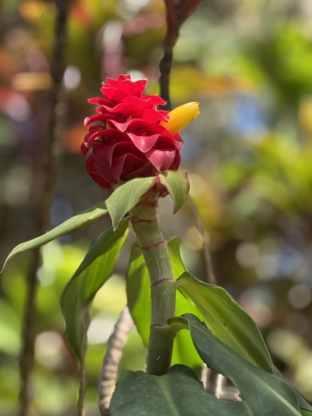 Spiral Ginger by Leslie Affeldt Photography