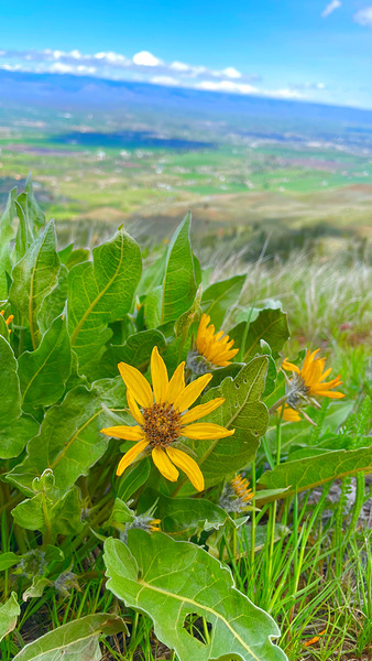 Balsam Root featuring the Kittitas Valley backround by Leslie Affeldt Photography