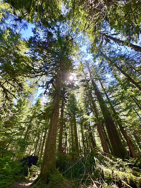 Tall Tall Trees by Leslie Affeldt Photography
