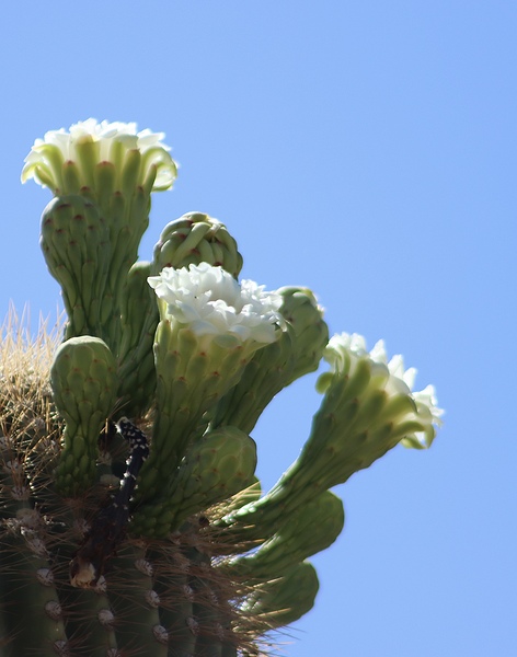 Saguaro Bloom by Leslie Affeldt Photography