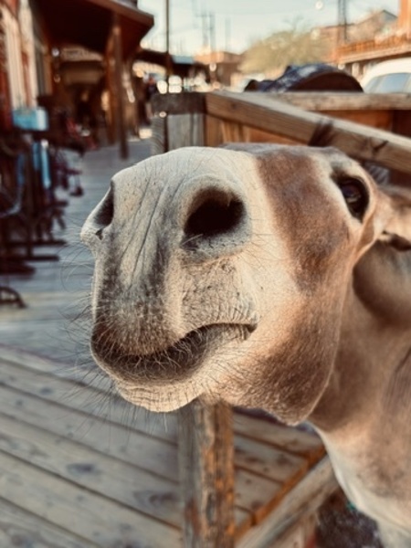 Give us a Kiss by Leslie Affeldt Photography