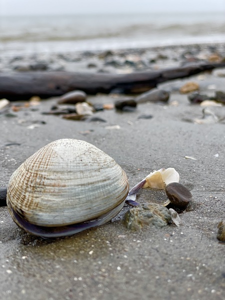 Keep Clam by Leslie Affeldt Photography