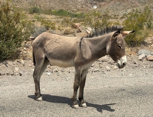 Heading to Oatman by Leslie Affeldt Photography