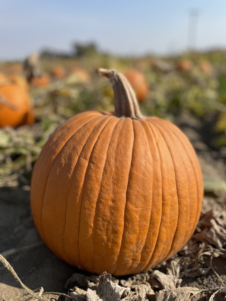 Fall Vibes by Leslie Affeldt Photography
