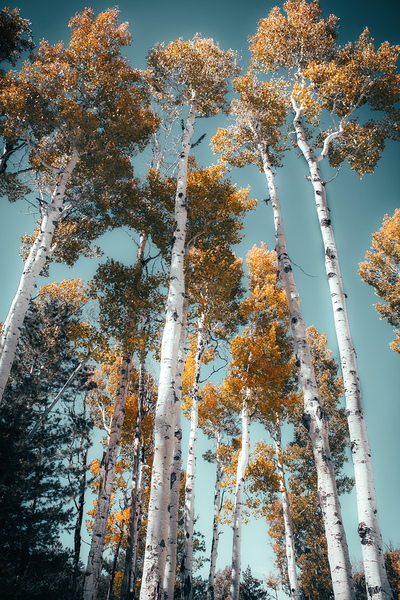 Blue skies and Aspen leaves Print