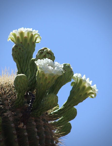 Saguaro Blossom by Leslie Affeldt Photography