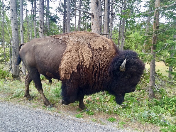 Yellowstone Bison by Leslie Affeldt Photography