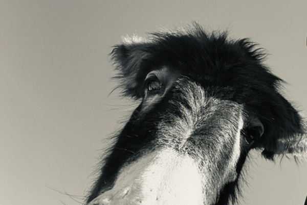A burro named Stormy by Leslie Affeldt Photography