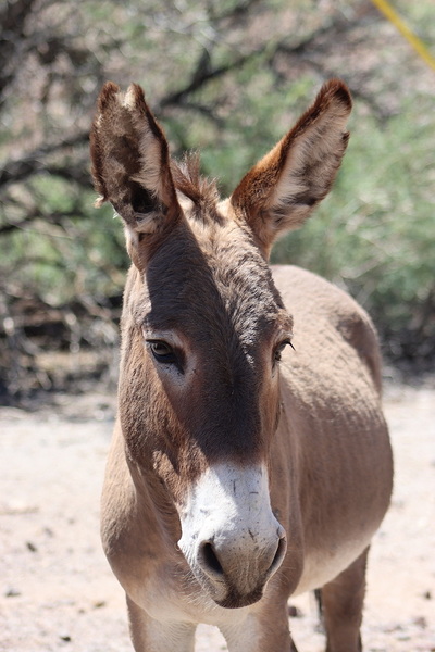 Split ear donkey Print