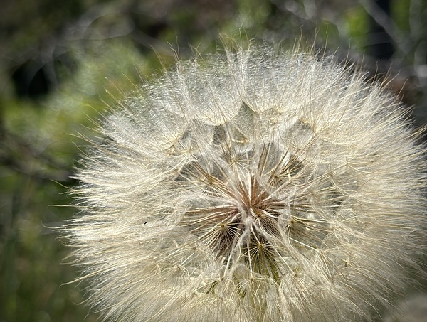 Dandelion Head by Leslie Affeldt Photography