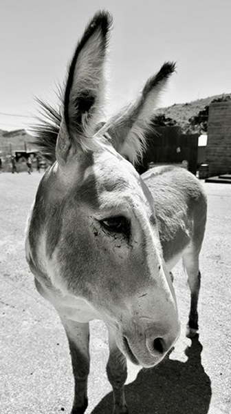 Oliver the Sheriff of Oatman - 2 by Leslie Affeldt Photography