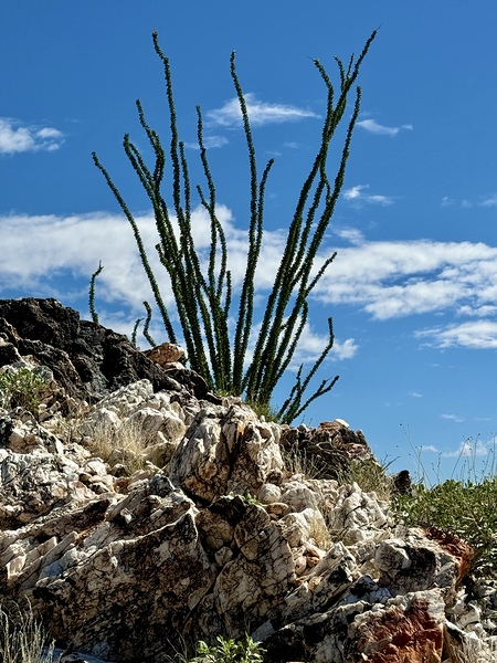Quartz & Ocotillo    by Leslie Affeldt Photography