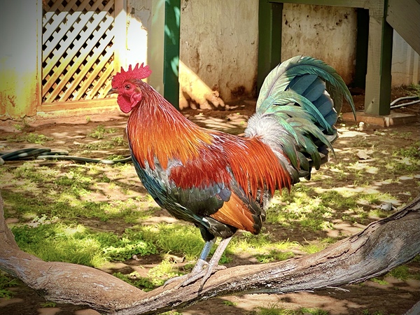 Maui Rooster by Leslie Affeldt Photography