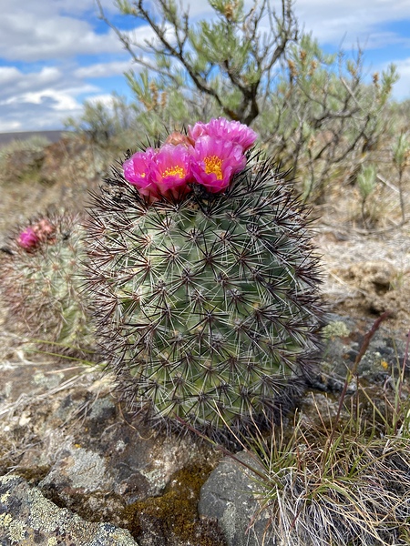 Barrel Cactus Print