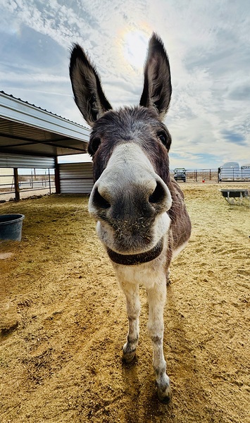Lolita by Leslie Affeldt Photography