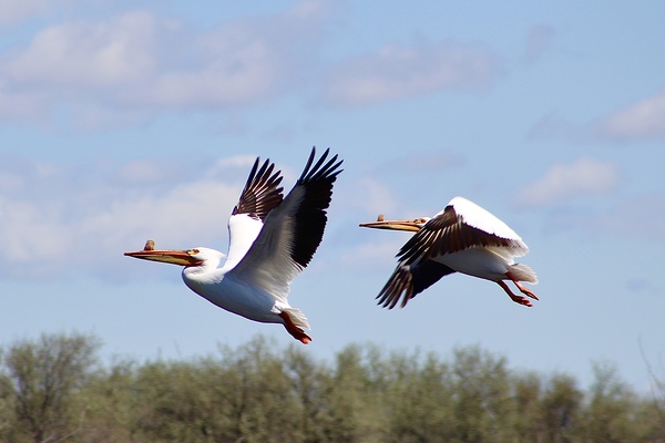 Pelicans by Leslie Affeldt Photography