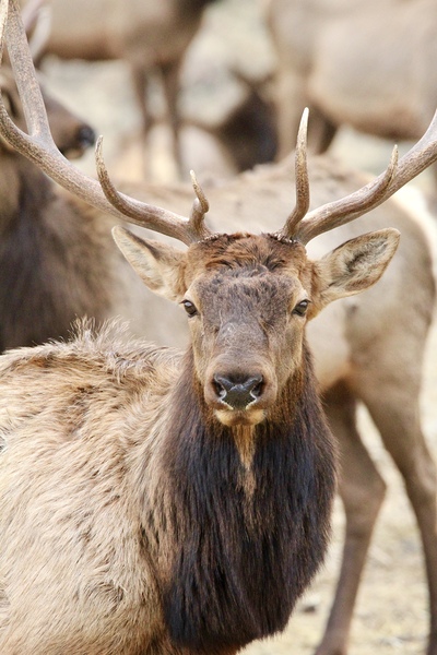 Elk Season by Leslie Affeldt Photography