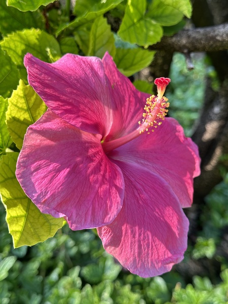 Pink Hibiscus Print
