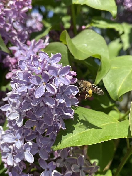 Bee-live  by Leslie Affeldt Photography