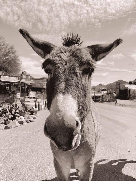 Oatman Donkey - Sepia tone Print