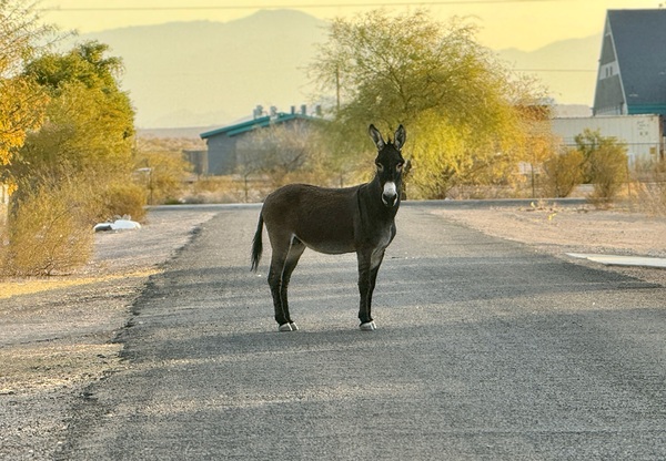 Donkey on my street by Leslie Affeldt Photography