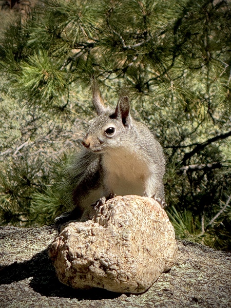 Albert’s Squirrel -1 by Leslie Affeldt Photography
