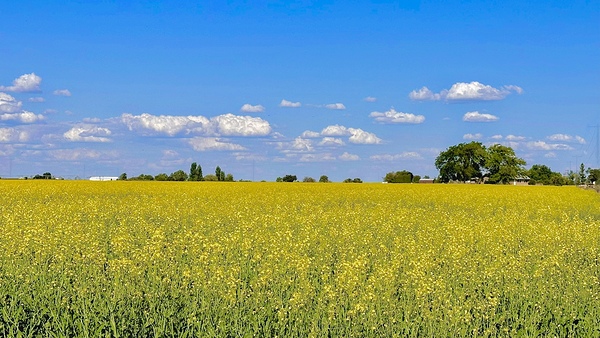 Holy Canola  by Leslie Affeldt Photography