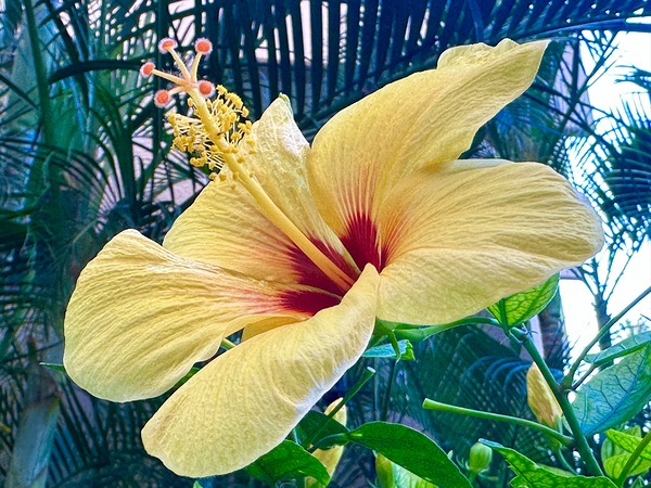 Yellow Hibiscus by Leslie Affeldt Photography