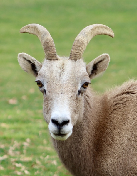 Bighorn Sheep - Nevada 2 by Leslie Affeldt Photography