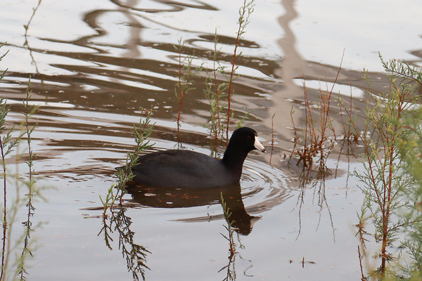 American Coot by Leslie Affeldt Photography