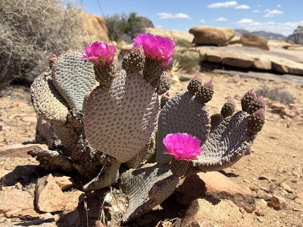 Cactus Bloom by Leslie Affeldt Photography