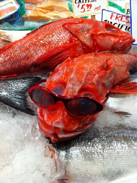 Something Fishy by Leslie Affeldt Photography