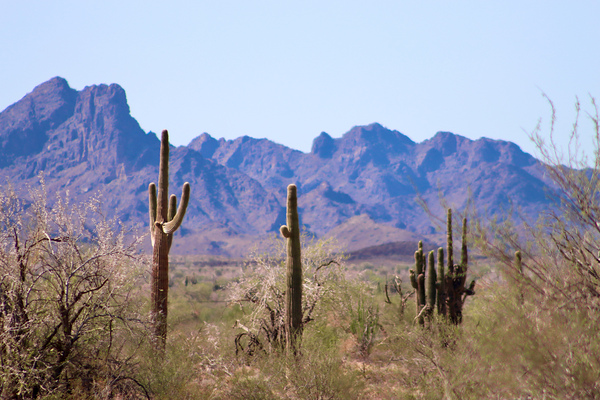 Desert landscape - Quartzsite by Leslie Affeldt Photography