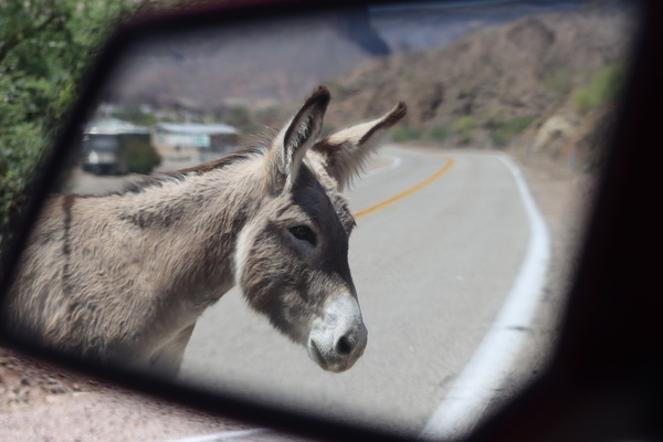 Donkeys in your mirror are closer than they appear by Leslie Affeldt Photography