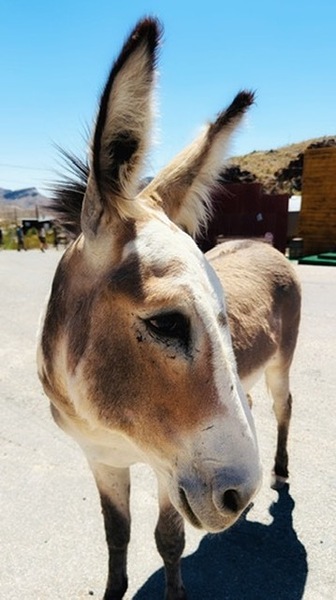 Oliver the Sheriff of Oatman -3 by Leslie Affeldt Photography