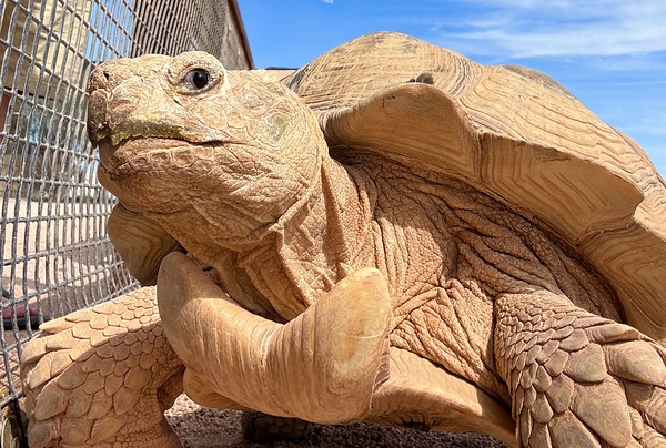 Arizona Tortoise by Leslie Affeldt Photography