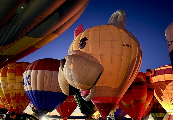 Standing at attention ready for flight by Leslie Affeldt Photography