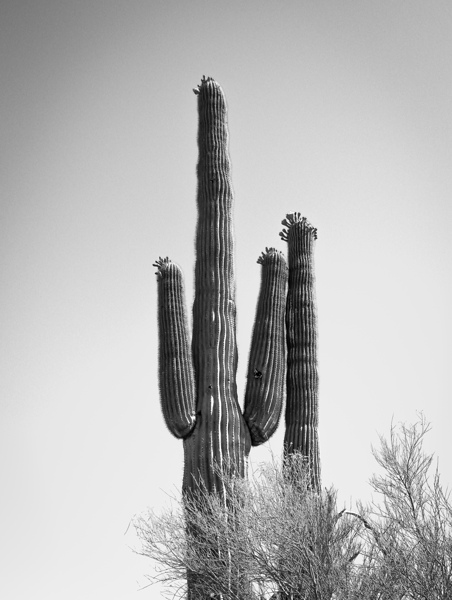 Saguaro Dream in black and white -1 Print