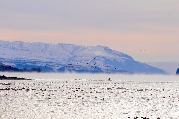 Beauty in the bitter cold - Columbia River 2 by Leslie Affeldt Photography