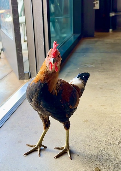 Hello can I help you  Print