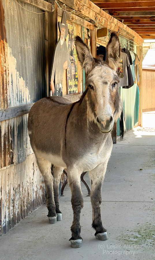 Oliver with “winter chops”  Imprimer