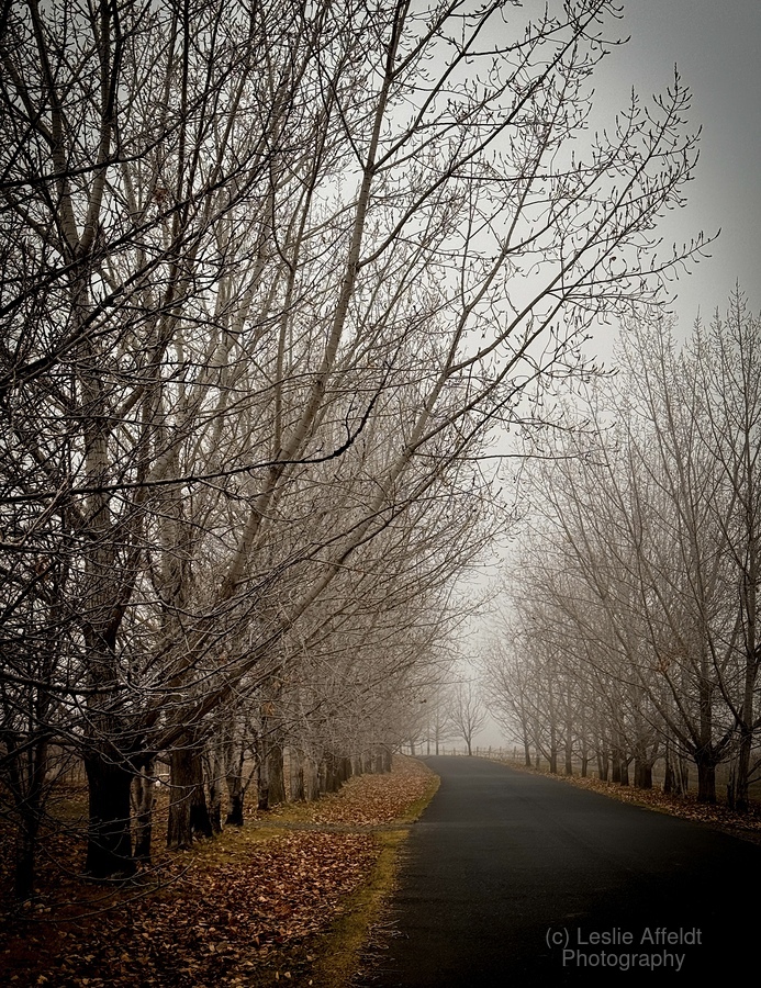 Winter’s Breath  Print