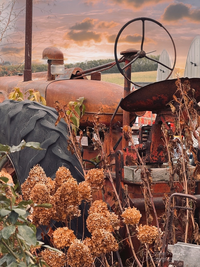 Something in the Orange. Vintage Farmall tractor  Print