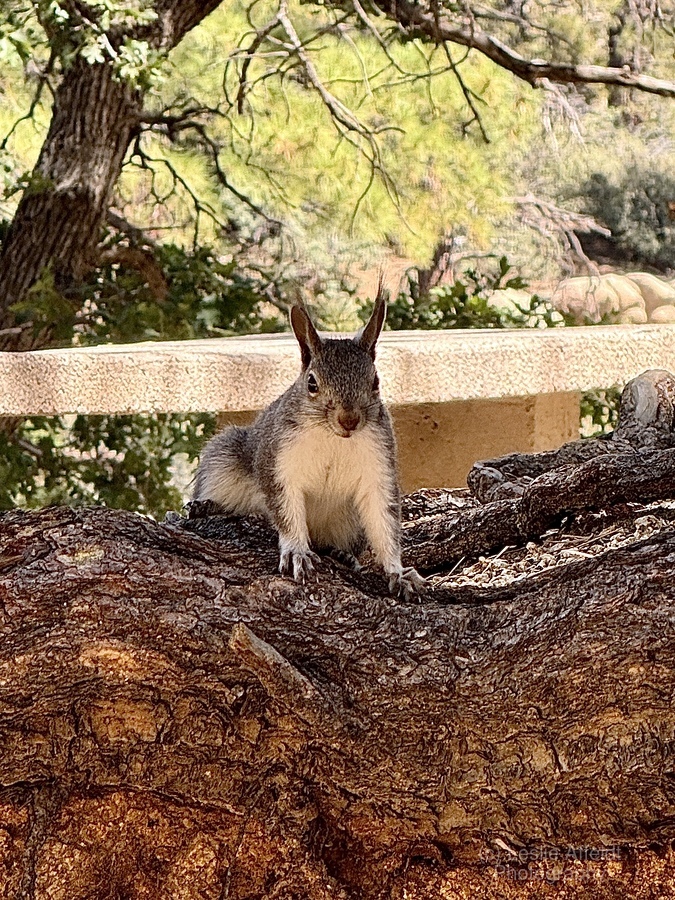 Albert’s Squirrel -2  Imprimer