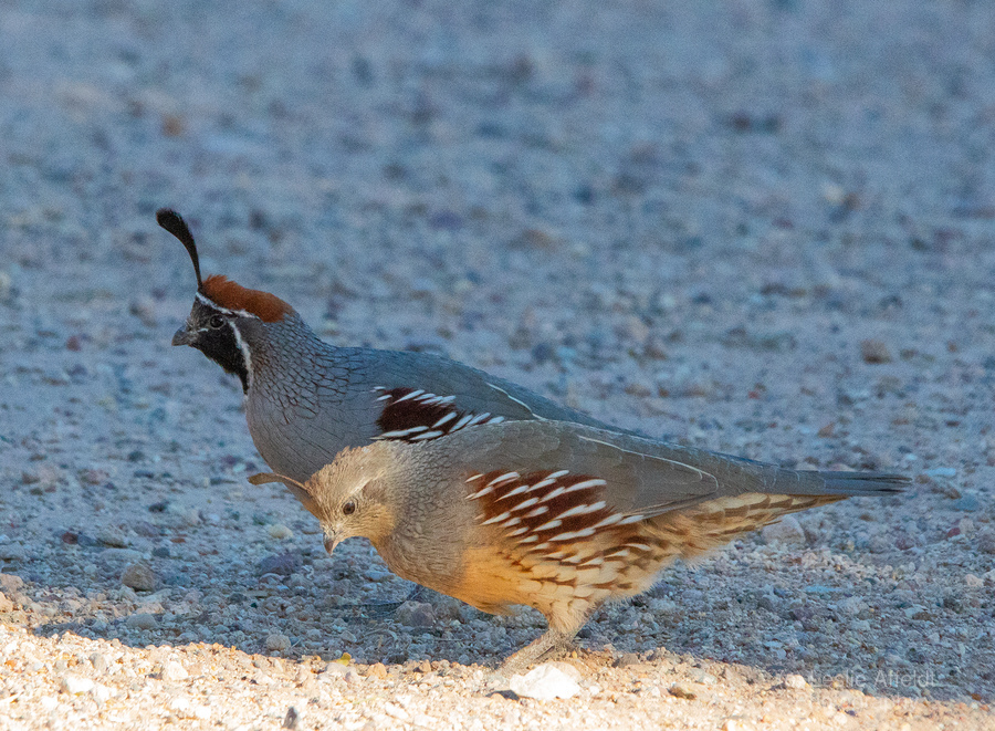 Quail Couple  Imprimer