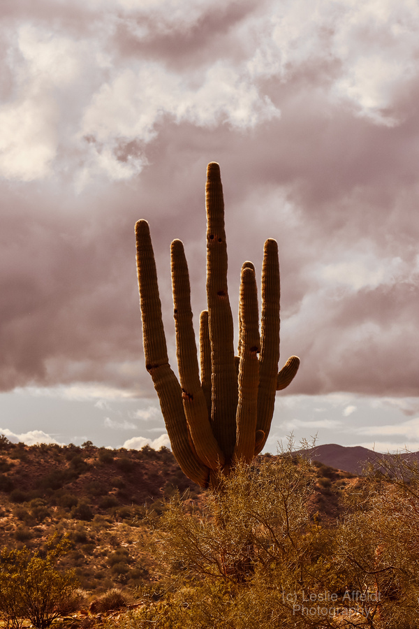 Sunlit Saguaro  Print