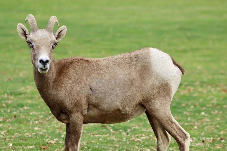 Bighorn Sheep - Nevada 3  Print