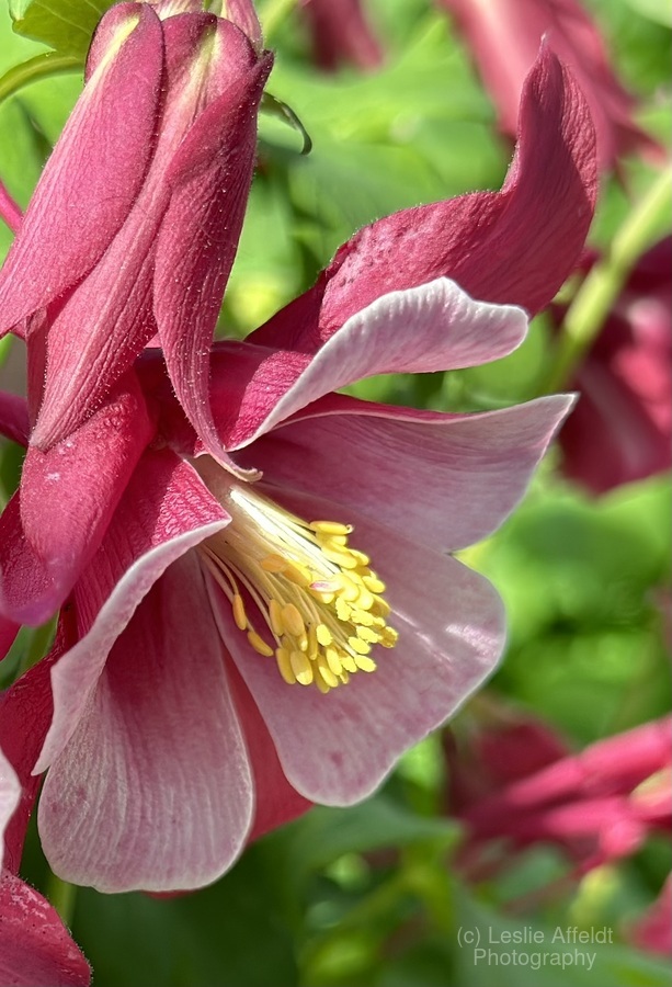 Columbine Bloom  Print